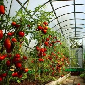 High-yielding and unpretentious Benito tomato - the secrets of getting a rich harvest