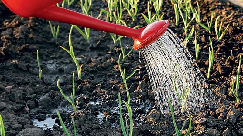 How, when and how to feed garlic after winter - advice from experienced gardeners to get a rich harvest