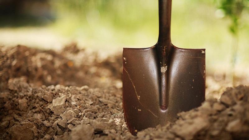 How, when and how to feed garlic after winter - advice from experienced gardeners to get a rich harvest