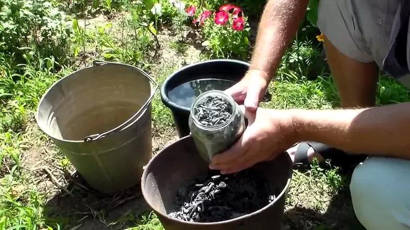 How, when and how to feed garlic after winter - advice from experienced gardeners to get a rich harvest