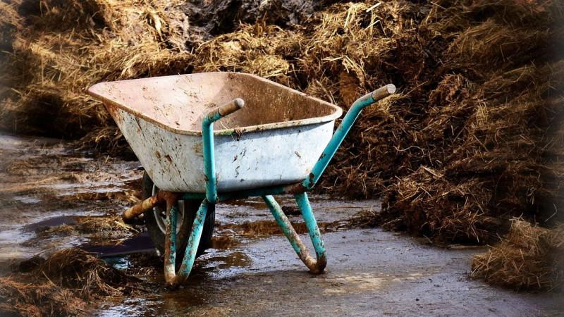 How, when and how to feed garlic after winter - advice from experienced gardeners to get a rich harvest
