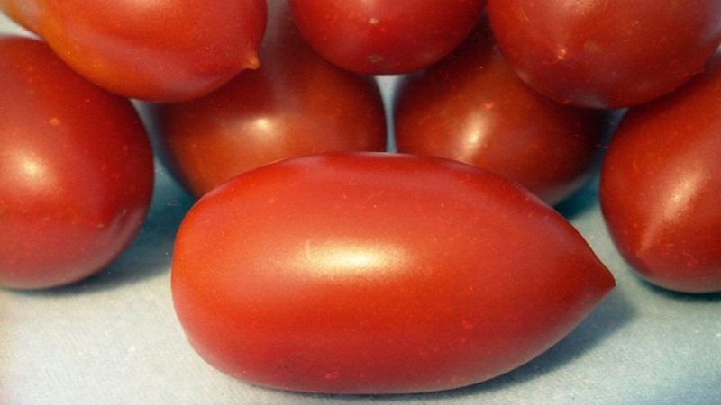 Tomato Lel, which is gaining popularity among summer residents