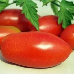 Tomato Lel, which is gaining popularity among summer residents
