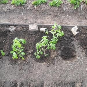 Tomato Lel, which is gaining popularity among summer residents