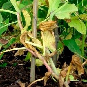 The most common pests and diseases of peas, as well as effective methods of prevention and getting rid of them