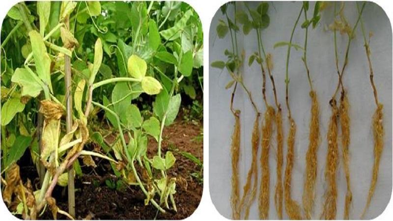 The most common pests and diseases of peas, as well as effective methods of prevention and getting rid of them