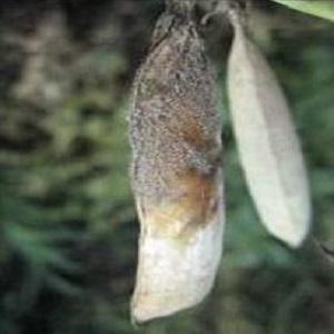 The most common pests and diseases of peas, as well as effective methods of prevention and getting rid of them