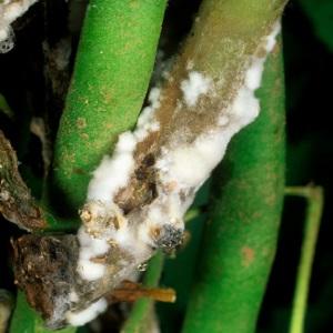The most common pests and diseases of peas, as well as effective methods of prevention and getting rid of them