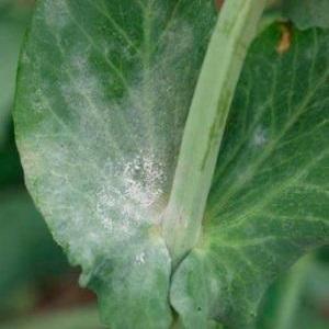 The most common pests and diseases of peas, as well as effective methods of prevention and getting rid of them
