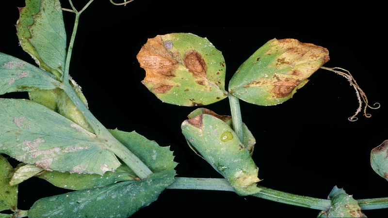 The most common pests and diseases of peas, as well as effective methods of prevention and getting rid of them