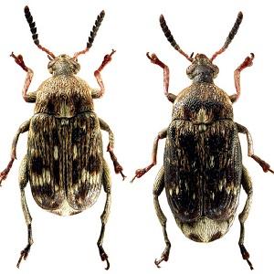 The most common pests and diseases of peas, as well as effective methods of prevention and getting rid of them