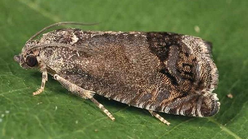 The most common pests and diseases of peas, as well as effective methods of prevention and getting rid of them