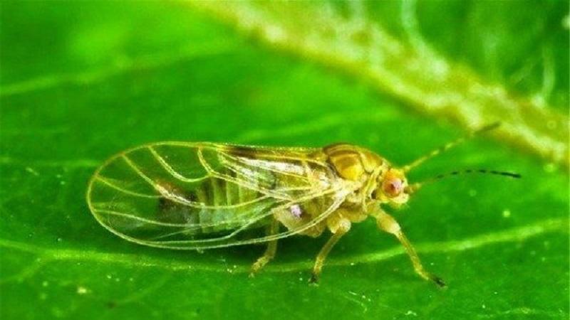 The most common pests and diseases of peas, as well as effective methods of prevention and getting rid of them
