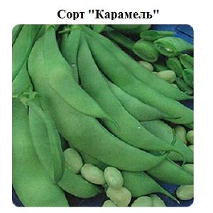 Step-by-step instructions on how to grow beans at home and on your site: from sowing to harvesting