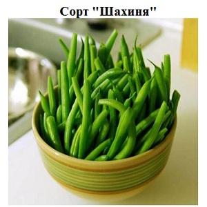 Step-by-step instructions on how to grow beans at home and on your site: from sowing to harvesting