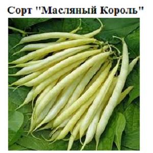 Step-by-step instructions on how to grow beans at home and on your site: from sowing to harvesting