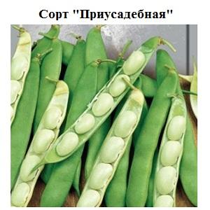 Step-by-step instructions on how to grow beans at home and on your site: from sowing to harvesting