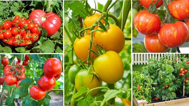 How to make tomatoes blush faster