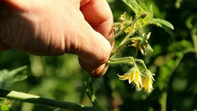 How to make tomatoes blush faster