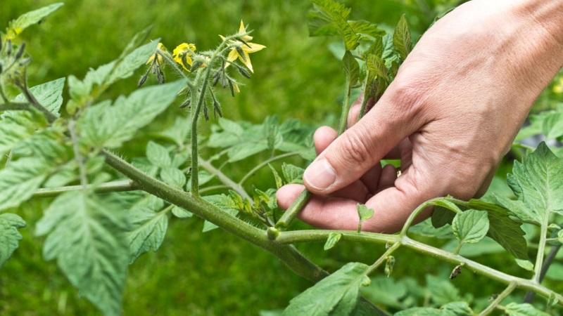 How to make tomatoes blush faster