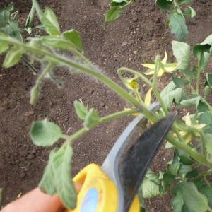 How to make tomatoes blush faster