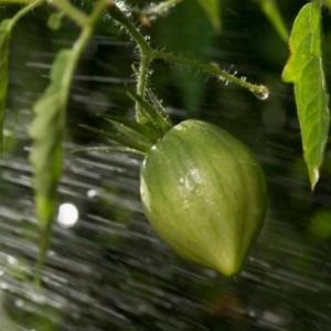 How to make tomatoes blush faster