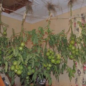 How to make tomatoes blush faster