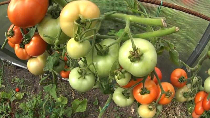 How to make tomatoes blush faster