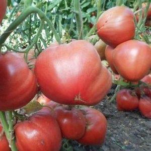 How to get the maximum yield from the Eagle Beak tomato?