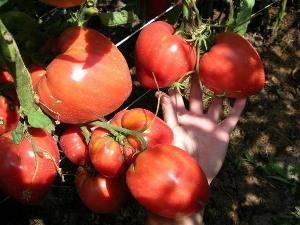 Delicious tomato with huge fruits - tomato Wonder of the earth
