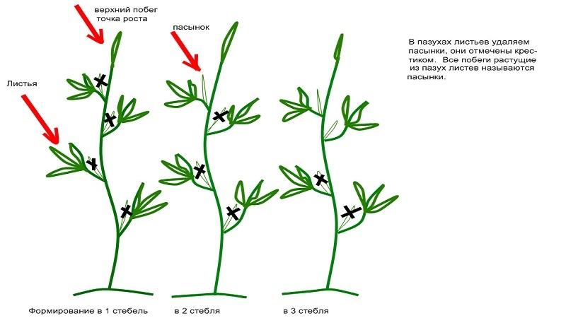 Indigo rose tomato cultivation technology for beginners and experienced farmers
