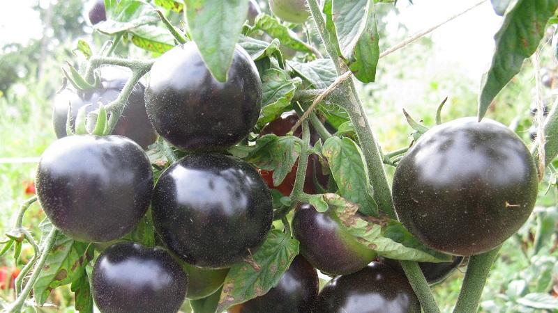 Indigo rose tomato cultivation technology for beginners and experienced farmers