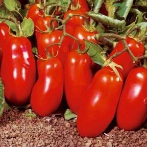 Colored assortment in the beds: yellow and red tomato variety Raketa and a practical guide to growing it
