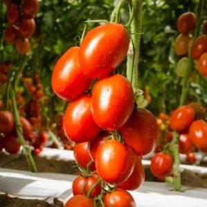 How to grow a tomato Empire