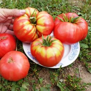A promising newcomer to tomato varieties - the King of Kings tomato, which is rapidly gaining popularity