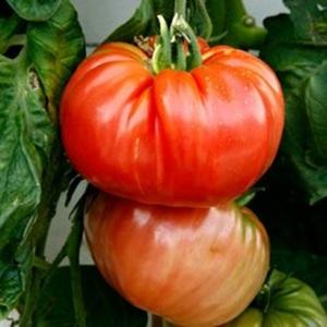 A promising newcomer to tomato varieties - the King of Kings tomato, which is rapidly gaining popularity