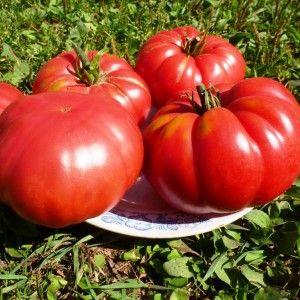 A promising newcomer to tomato varieties - the King of Kings tomato, which is rapidly gaining popularity