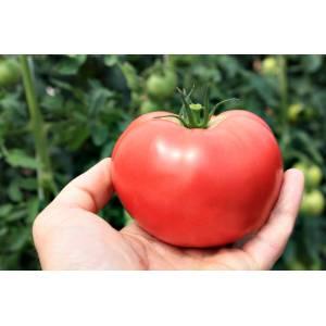 A promising newcomer to tomato varieties - the King of Kings tomato, which is rapidly gaining popularity