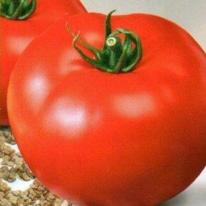 A promising newcomer to tomato varieties - the King of Kings tomato, which is rapidly gaining popularity