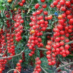It's easy and simple to grow a tomato Thumbelina on a windowsill or a summer cottage according to instructions from experienced farmers