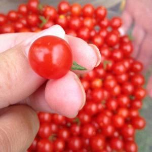Easily and simply grow a tomato Thumbelina on a windowsill or summer cottage according to instructions from experienced farmers