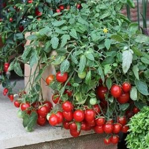 Easily and simply grow a tomato Thumbelina on a windowsill or summer cottage according to instructions from experienced farmers
