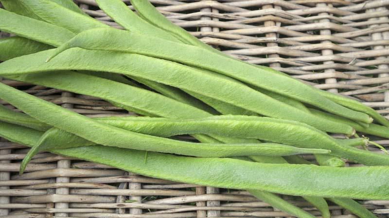 Top 26 best varieties of beans with photos and descriptions: what varieties they are and how to choose the right one