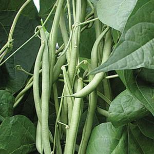 Top 26 best varieties of beans with photos and descriptions: what varieties they are and how to choose the right one