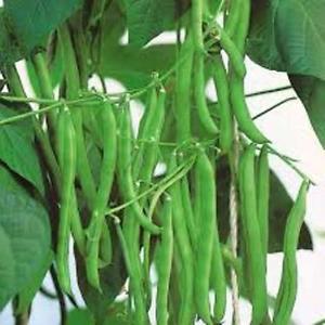 Top 26 best varieties of beans with photos and descriptions: what varieties they are and how to choose the right one
