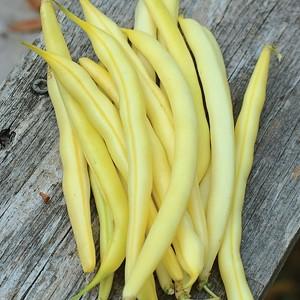 Top 26 best varieties of beans with photos and descriptions: what varieties they are and how to choose the right one