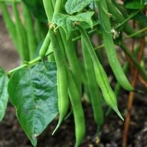 Top 26 best varieties of beans with photos and descriptions: what varieties they are and how to choose the right one