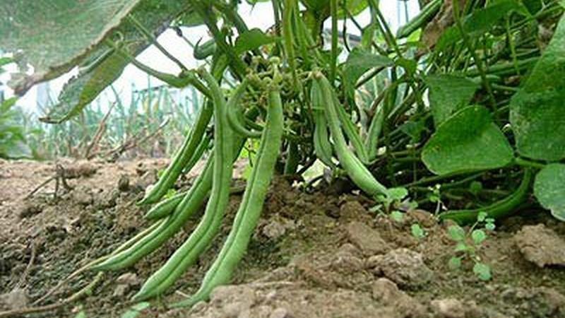 Top 26 best varieties of beans with photos and descriptions: what varieties they are and how to choose the right one