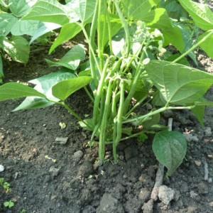 Top 26 best varieties of beans with photos and descriptions: what varieties they are and how to choose the right one