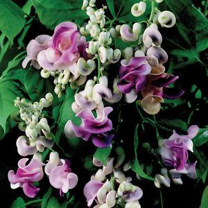 Top 26 best varieties of beans with photos and descriptions: what varieties they are and how to choose the right one